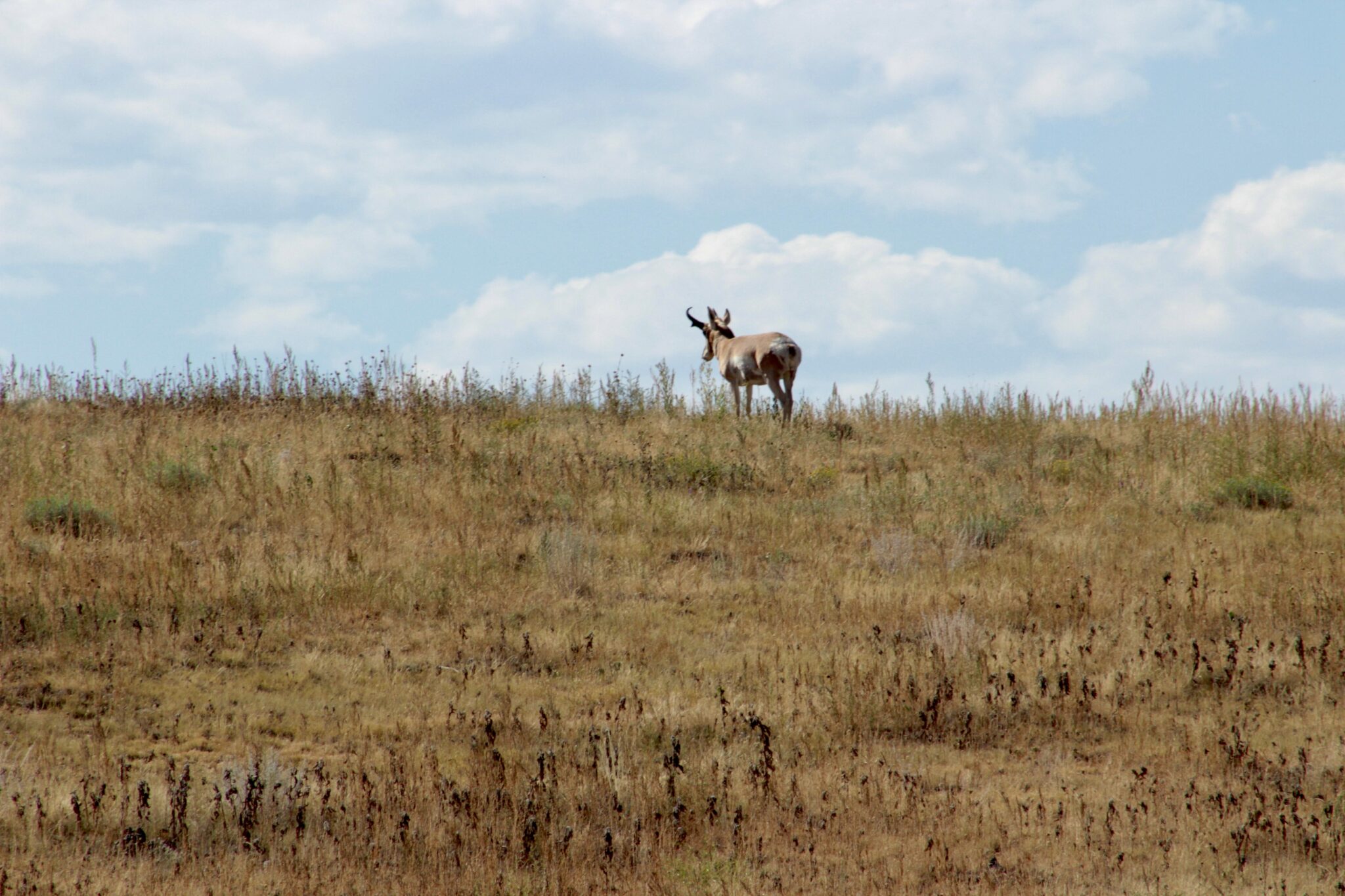 Landowner Hunting Licenses Across the West Confluence Land