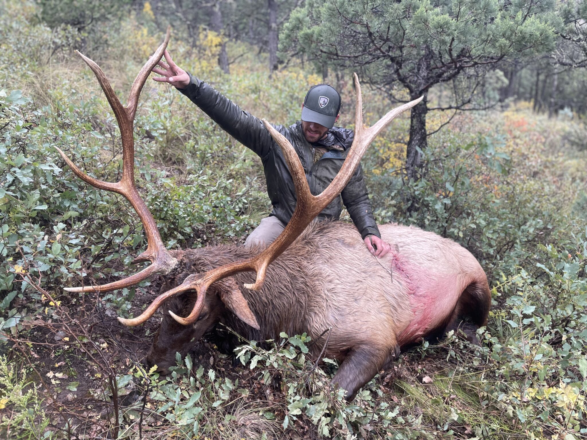 BREAKING Colorado to Limit Nonresident Elk Hunting Opportunities