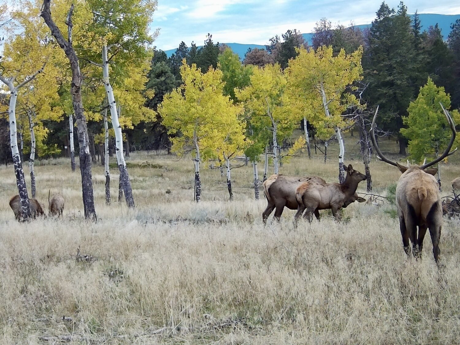Investment in Conservation. Land with deer's